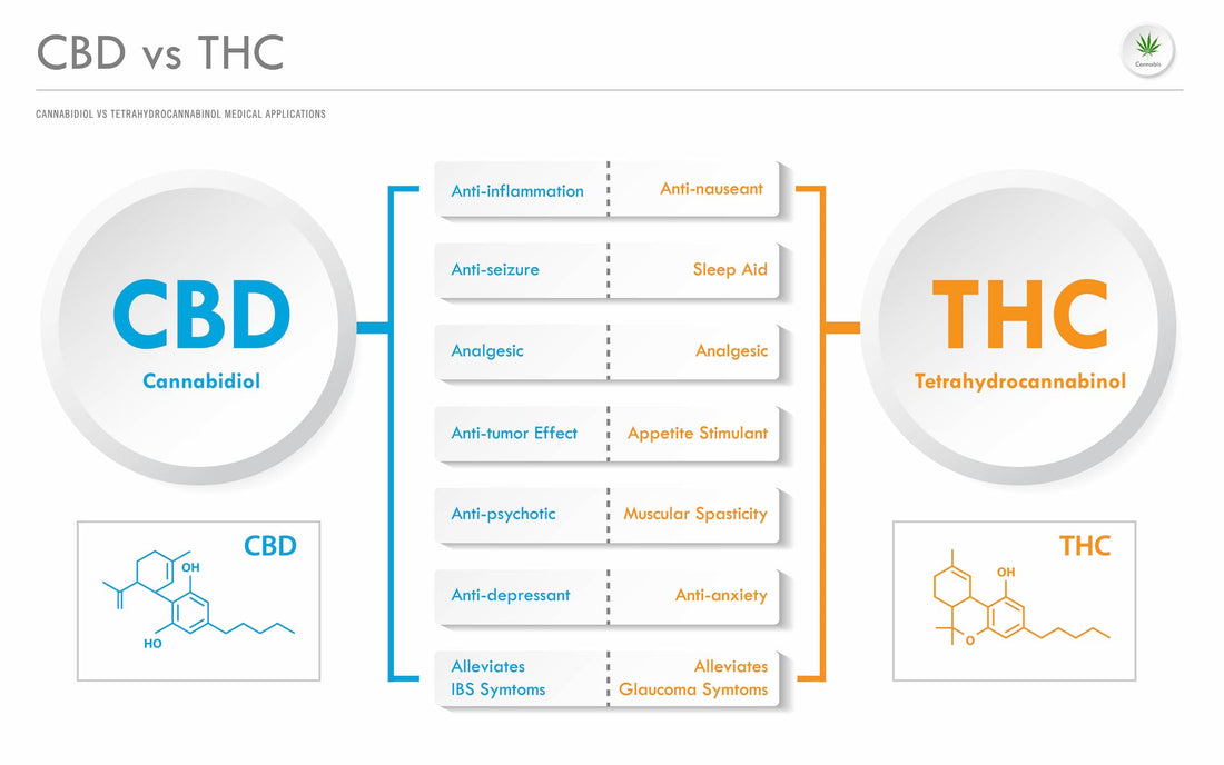 CBD vs THC Medical Applications horizontal business infographic