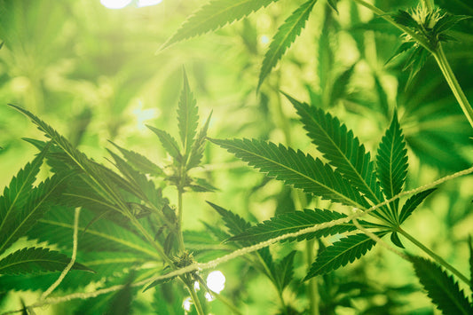 effects of cbd drink